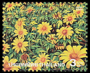 a field of Mexican Sunflowers on Mae U Ko at Khun Yuam in Mae Hong Son, during the Bua Thong Flower Blooming Season