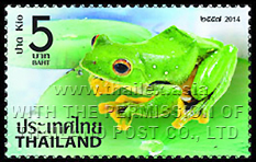 Phongsaly Tree Frog (Rhacophorus kio)