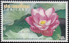 Thai lotus (Nelumbo nucifera)