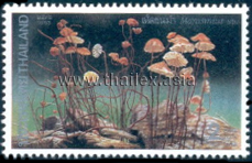 Marasmius sp.