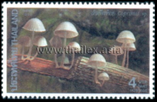 Coprinus sp.