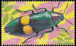 Murayama Jewel Beetle