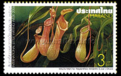 Nepenthes mirabilis