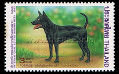 Black Thai Ridgeback Dog