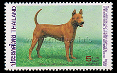 International Letter Writing Week - Siamese Dogs