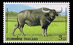 standing water buffalo