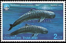 Irrawaddy Dolphins