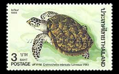 Hawksbill Turtle (Eretmochelys imbricata)