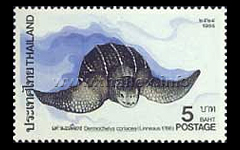 Leatherback Turtle (Dermochelys coriacesa)