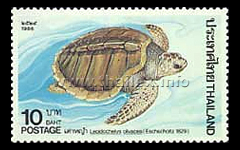 Pacific or Olive Ridley Turtle (Lepidochelys olivacea)
