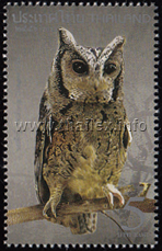 Collared Scops Owl