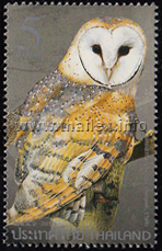 Barn Owl