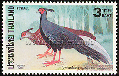 Kalij Pheasant (Lophura leucomelanos)