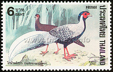 Pheasants