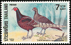 Pheasants