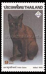 Burmese Cat