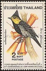 Yellow-cheeked Tit (Parus spilonotus)