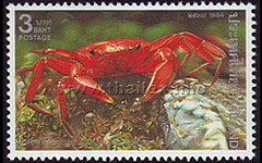 Waterfall Crab (Phricotelphusa limula)