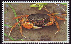 Mealy Crab (Thaipotamon chulabhorn)