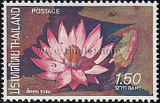 Thai Lotus