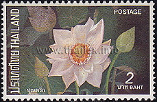 Thai Lotus