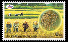 rice harvesting