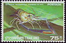 Giant River Prawn (Macrobrachium rosenbergii)