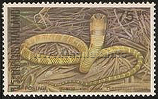 Venomous Snakes