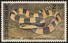 Banded Krait (Bungarus fasciatus)