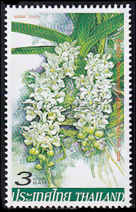 Rhynchostylis gigantea var. alba