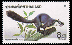 Black Giant Squirrel (Ratufa bicolor)