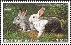 grey and white-grey domestic rabbits