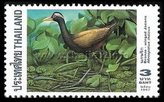 Bronze-winged Jacana (Metopidius indicus)