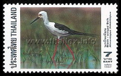 Black-winged Stilt (Himantopus himantopus)