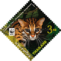 Leopard Cat (Prionailurus bengalensis)