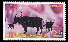 Water Buffalo (Bubalus bubalis)