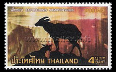 Mainland Serow (Capricornis sumatraensis)