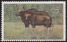 Gaur