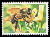 Bees