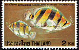 Siamese Tigerfish (Datnioides pulcher)