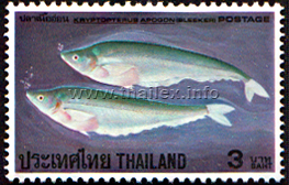 Metallic Sheatfish (Kryptopterus apogon)