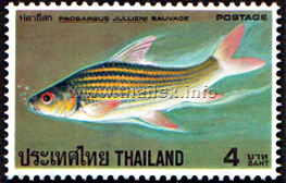 Seven-striped Barb (Probarbus jullieni)