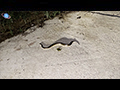 A Rice Paddy Snake's Nightly Road Crossing