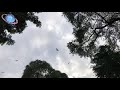 Bagan Flying Foxes