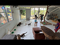 Ban Maew Thai: Preserving Siam's Ancient Cat Breeds