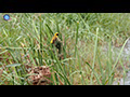 Baya Weaver Nest Construction