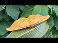 Chinese Oak Silkmoth