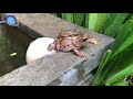 Common Tree Frogs Laying Eggs