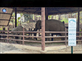 Friends of the Asian Elephant Foundation