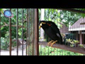 Hello Mister Speaker (Talking Hill Myna)